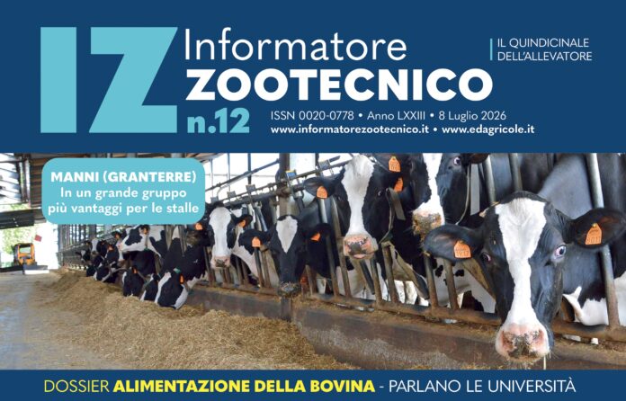 bovina
