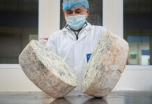 Gorgonzola, produzione stabile nel primo semestre 2026 Gorgonzola