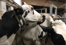benessere animale