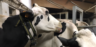 Benessere animale, il comportamento non mente benessere animale