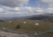 Il virtual fencing per il pascolo rigenerativo virtual fencing