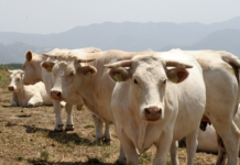 La rete di Fedana e il futuro della zootecnia italiana Fedana