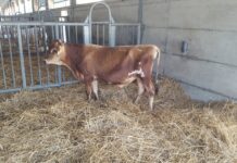 Primo torello Jersey “made in Italy” nel programma genetico nazionale Anafibj Anafibj