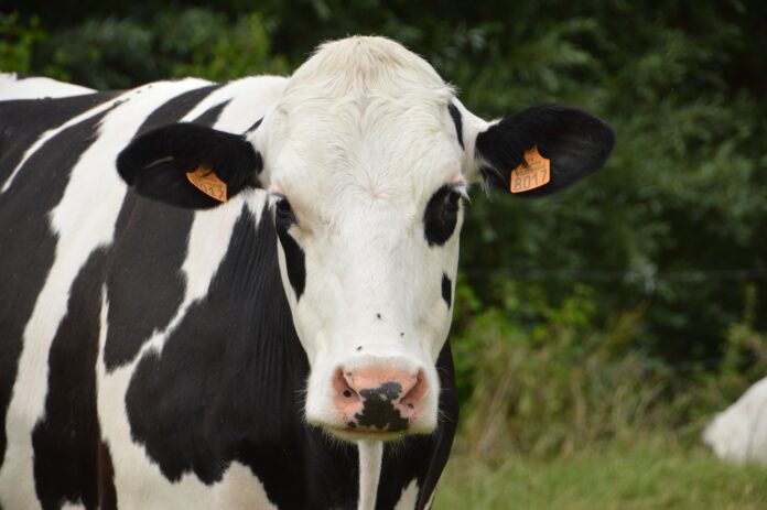 viviane6276-animal-3521749 Shamonda like