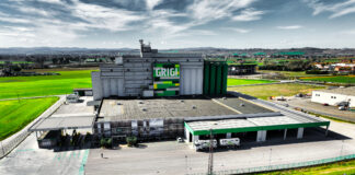 Grigi