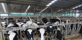 Efficienza della bovina, webinar il 2 ottobre dalle 10:30 alle 12:30 webinar