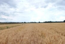 Orzo zootecnico, una filiera tracciata costruita sul territorio