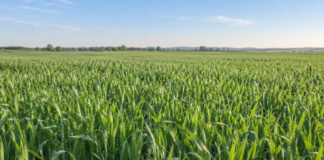Foraggi, la qualità della fibra e la risposta della bovina fibra