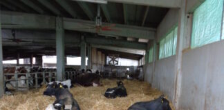 bovine in asciutta