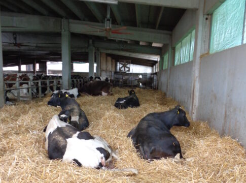 bovine in asciutta