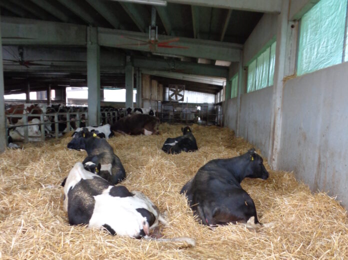 bovine in asciutta
