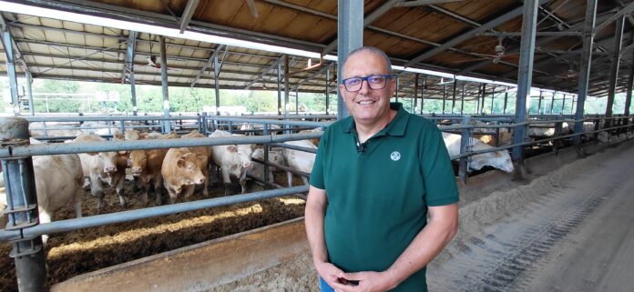 bovini da carne