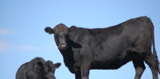 Carne bovina argentina, necessario il blocco dell’import Argentina