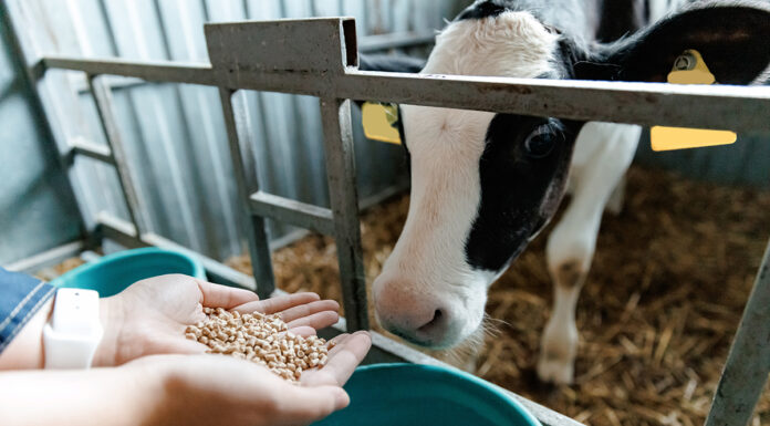 Amido nella razione, l’equilibrio migliora la resa amido razione bovine