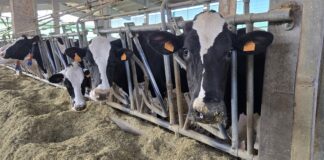 Zootecnia di precisione in stalla, l’esperienza dal progetto Diva zootecnia di precisione