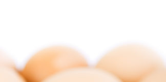 Imballaggi sostenibili e resistenti, grazie ai gusci d’uovo