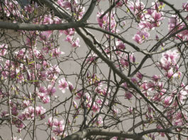 Il paradiso perduto protagonista del Calendario Epson 2020