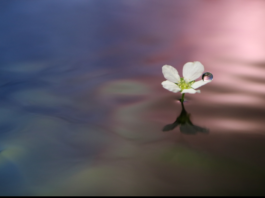 Coronavirus, Aidr e Canon Italia: stampanti in dono a ospedali