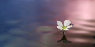 Coronavirus, Aidr e Canon Italia: stampanti in dono a ospedali