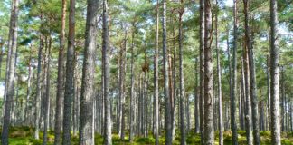 Cresce la foresta dell’Associazione Italiana Scatolifici