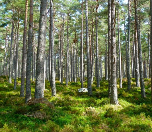 Cresce la foresta dell’Associazione Italiana Scatolifici