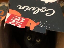 Sette vite, come i gatti: grazie al ciclo del riciclo di carta e cartone, ogni giorno i piccoli felini ci aiutano a scegliere uno stile di vita più sostenibile