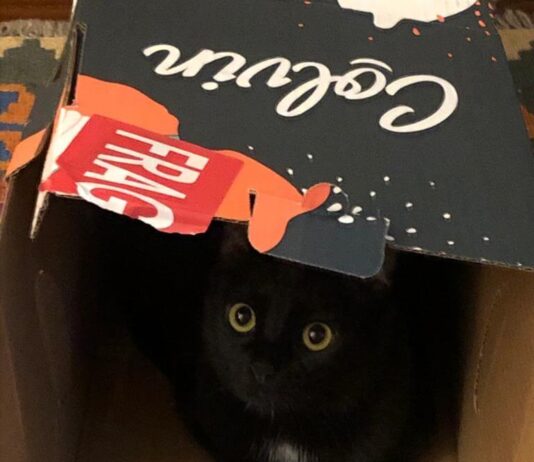 Sette vite, come i gatti: grazie al ciclo del riciclo di carta e cartone, ogni giorno i piccoli felini ci aiutano a scegliere uno stile di vita più sostenibile