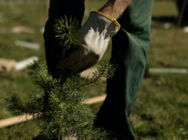 HP supporta il progetto Forestami