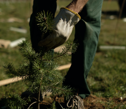 HP supporta il progetto Forestami