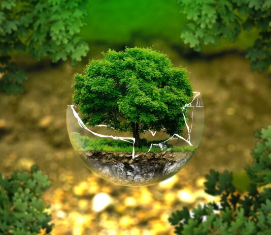 Carta e cellulosa percepite con impatto minore sulle foreste