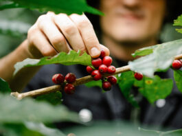 Lecta pubblica il suo primo Rapporto sulla Sostenibilità