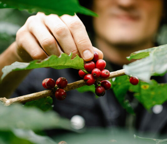 Lecta pubblica il suo primo Rapporto sulla Sostenibilità