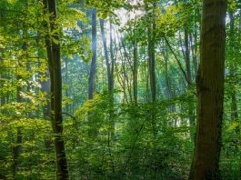 Lecta si allinea al Regolamento Europeo sulla Deforestazione