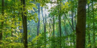 Lecta si allinea al Regolamento Europeo sulla Deforestazione