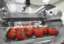 Canned food industry, tomato processing lines