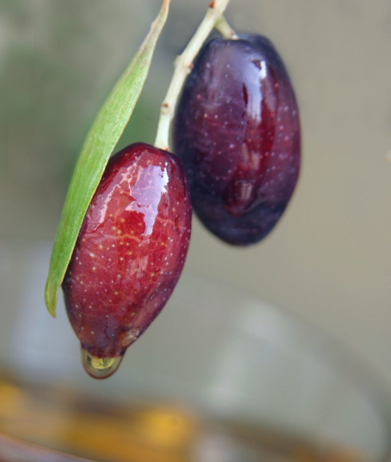 Sottoprodotti delle olive: possibili applicazioni nell’industria cosmetica