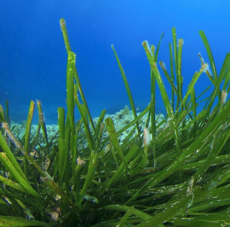 Preparazione di oligosaccaridi bioattivi frazionati e il loro uso cosmetico