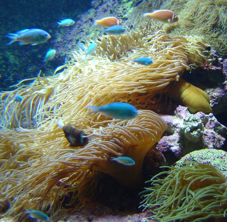 Quali ricerche ai sensi di Nagoya?