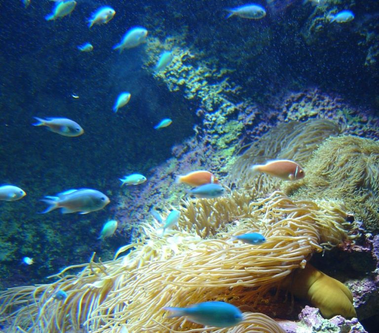 Risorse genetiche in cosmetica: le sfide di Nagoya