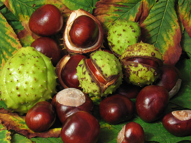 Aesculus hippocastanum …un freno alla cellulite