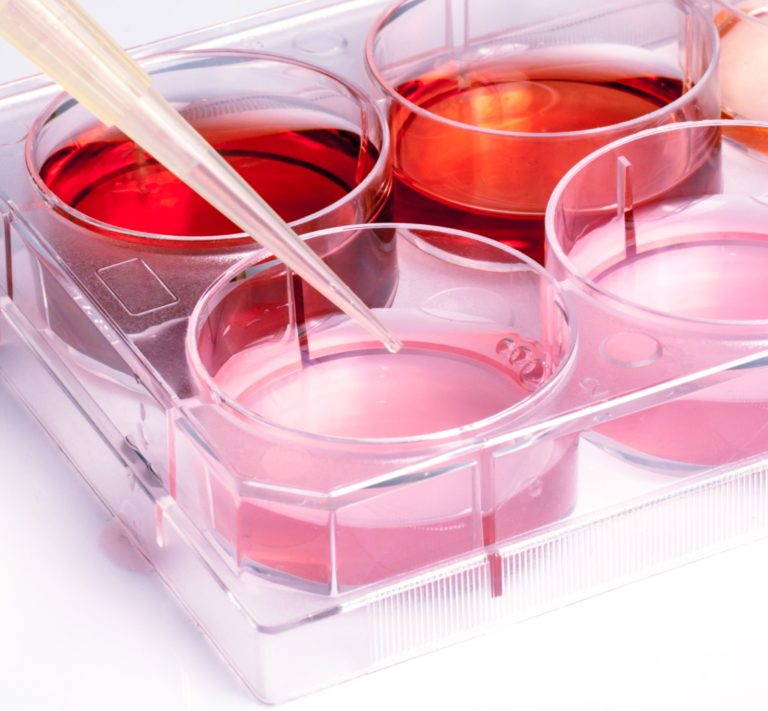 Salidroside: protettore contro la senescenza prematura indotta dai raggi UVB