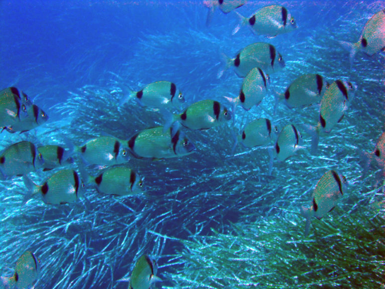 Aziende cosmetiche e biodiversità