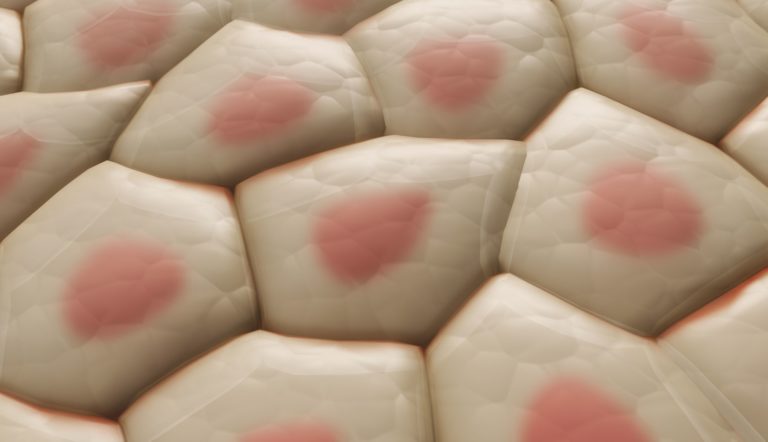 Agenti dermatologici e cosmetici: inibizione attività enzimatica della tirosinasi e conversione di tirosina in L-DOPA e DOPAchinone