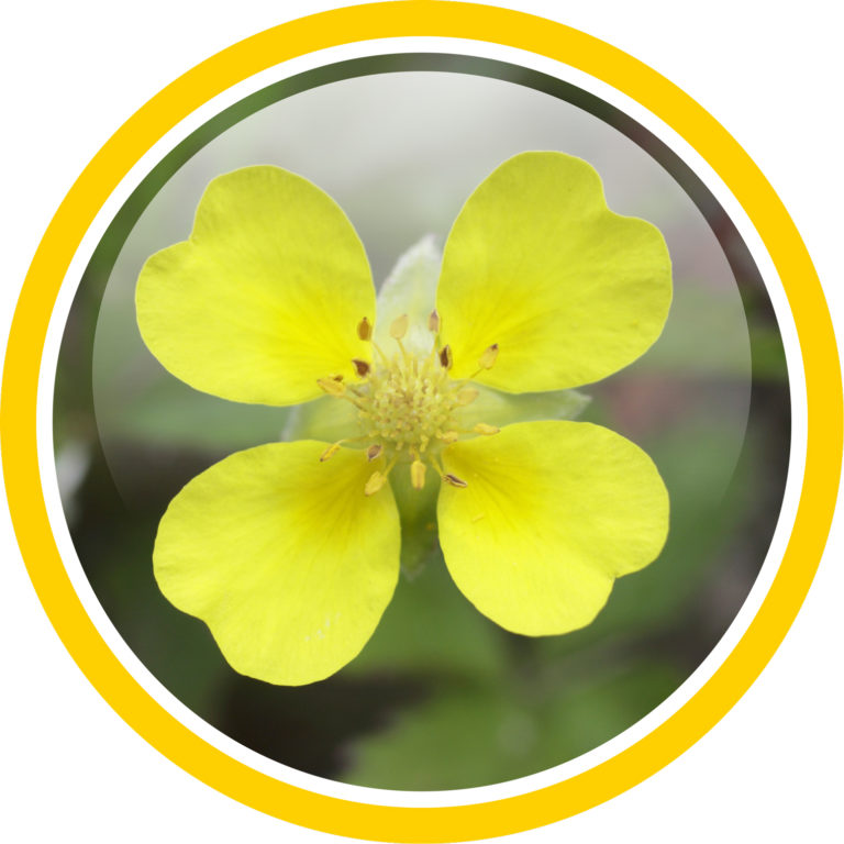 Un anti-age di origine naturale