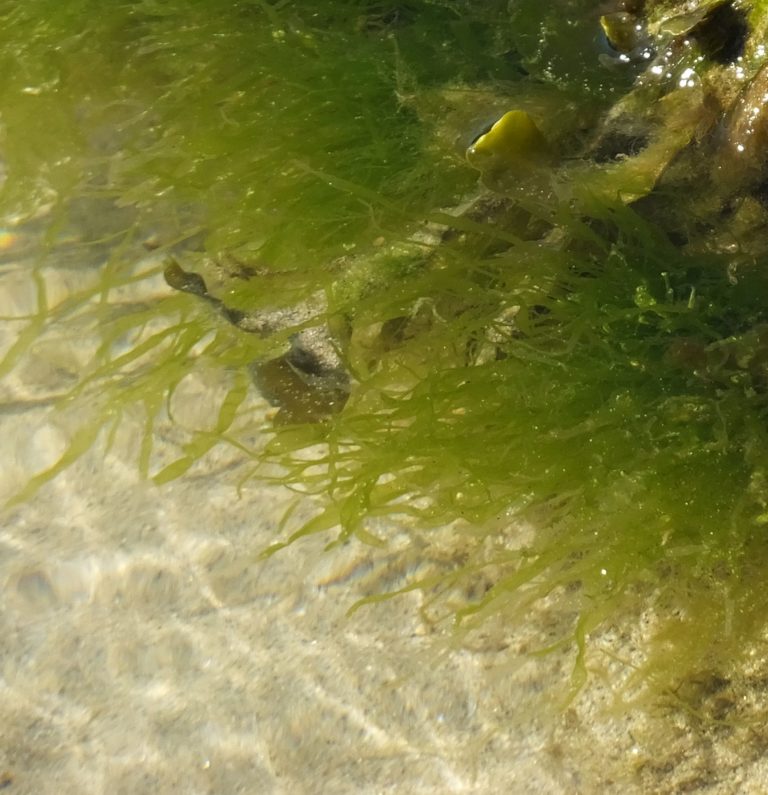 Nuovo filtro UV dalle alghe