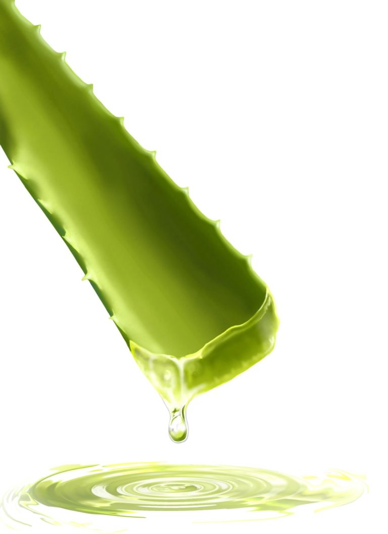 Uso cosmetico e medicinale dell’Aloe vera