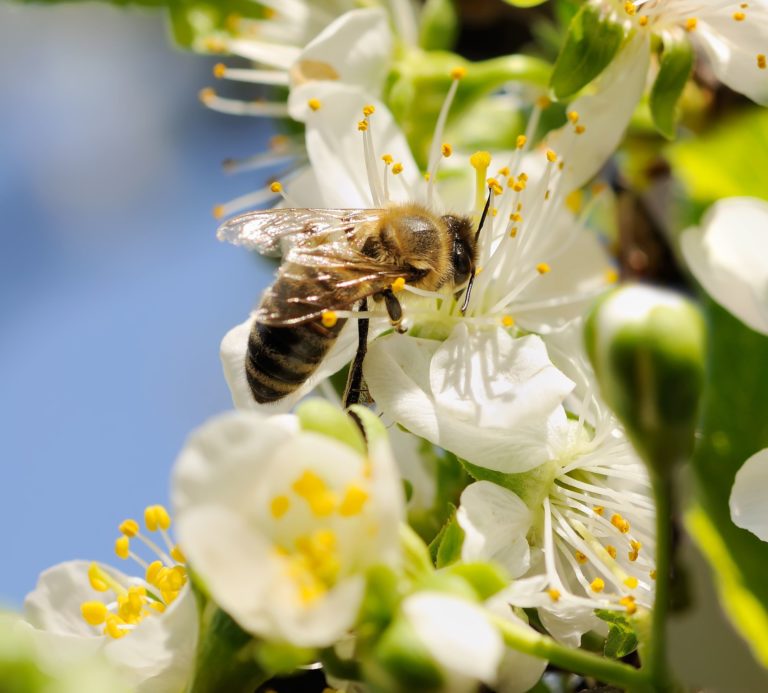 Attività del polline d’api in cosmetica