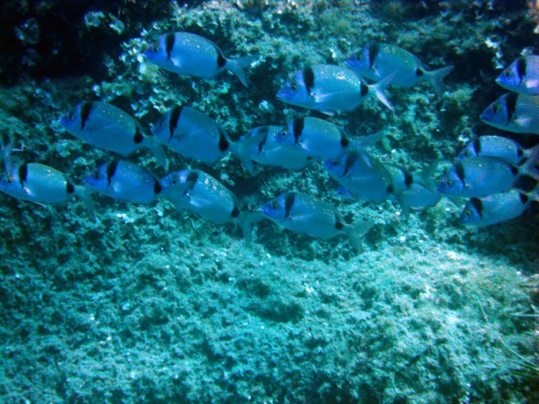 Protocollo di Nagoya