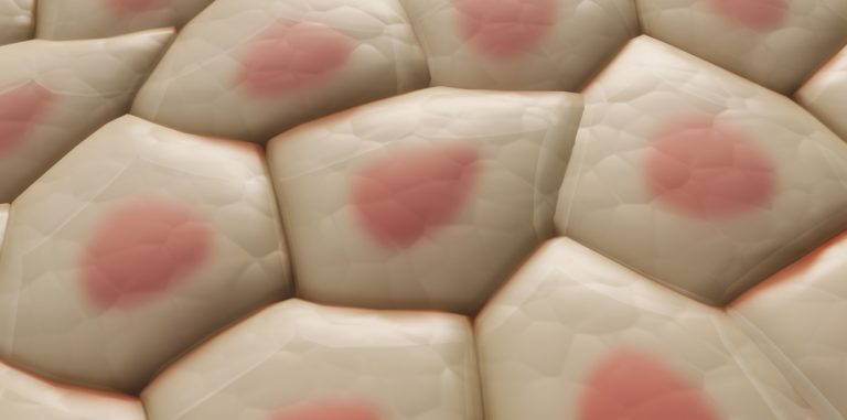 Imaging non invasivo per lo studio dei cosmetici