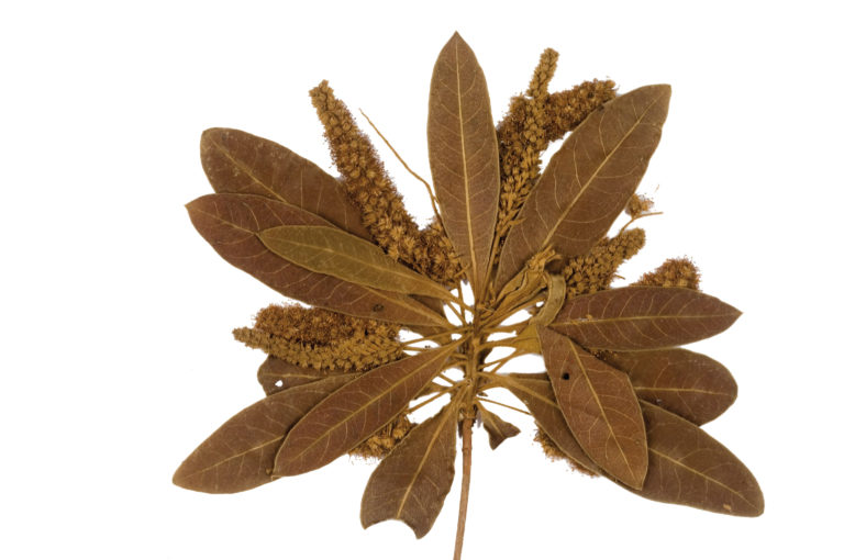 Un alleato botanico contro le rughe